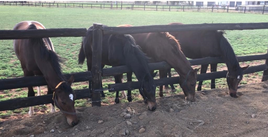 Commercial Property for Sale in Middelburg Rural Eastern Cape